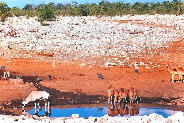 053 perlhuhn springbcke onyx