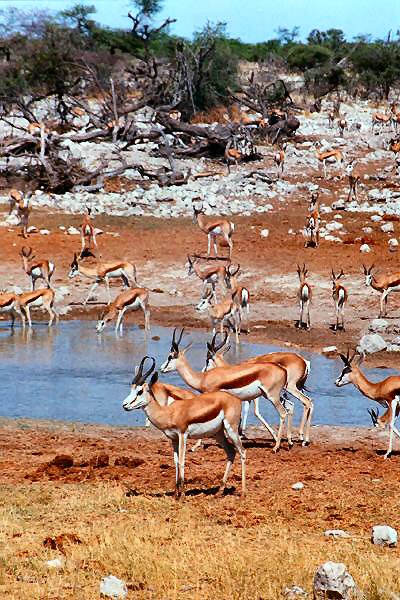 055 die springbcke sind aufgeregt