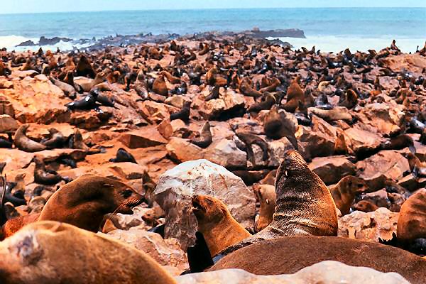 076 die robben am kreutzkap