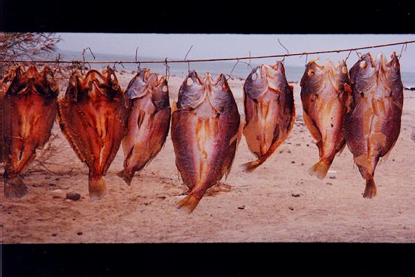 084 heute gibts fisch
