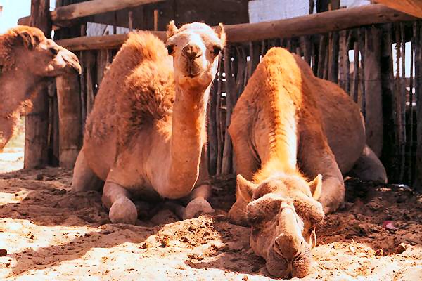 092 nachfahren der kolonialen garde