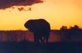 033 the elephants down