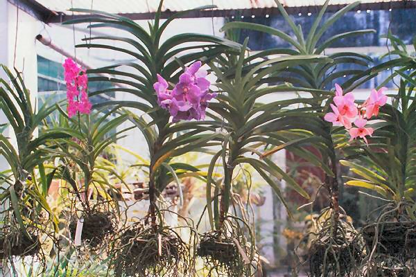034 orchideen