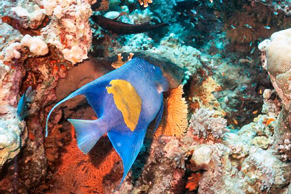 arabischer kaiserfisch