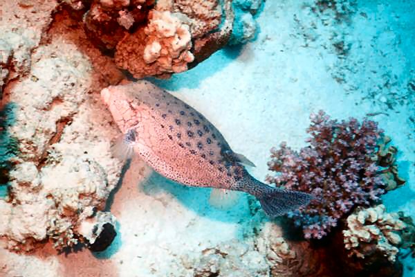 arabischer kofferfisch