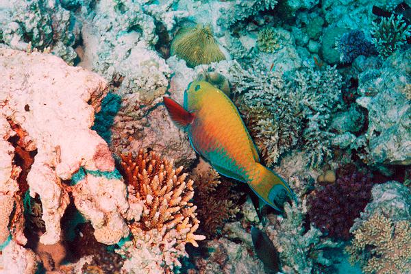 maskenpapagei