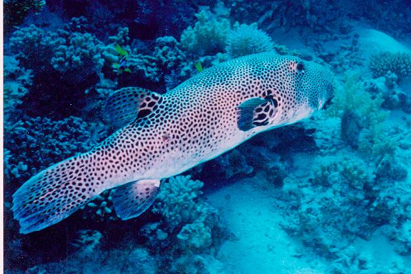 riesenkugelfisch